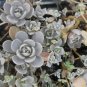 100 PCS Seeds Bonsai Green Orostachys Boehmeri Flower Pots Planters Succulent Plants