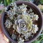 100 PCS Seeds Bonsai Green Orostachys Boehmeri Flower Pots Planters Succulent Plants