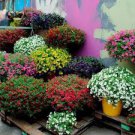 200 PCS Seeds Bonsai Hanging Petunia Garden Petunia Mixed Color 200 PCS Seeds Bonsai Hanging Petunia Garden Petunia Mixed Color