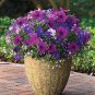 200 PCS Seeds Bonsai Hanging Petunia Garden Petunia Mixed Color