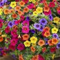 200 PCS Seeds Bonsai Hanging Petunia Garden Petunia Mixed Color Potted Perennial Flower