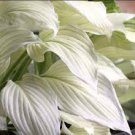 100 PCS Seeds Bonsai Hosta Mixed Bonsai Jardin Perennials Lily Flower