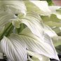 100 PCS Seeds Bonsai Hosta Mixed Bonsai Jardin Perennials Lily Flower