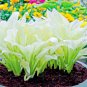 100 PCS Seeds Bonsai Hosta Mixed Bonsai Jardin Perennials Lily Flower
