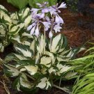 100 PCS Seeds Bonsai Hosta Plants, Perennials Jardin Lily Flower Shade Hosta Flower 100 PCS Seeds Bonsai Hosta Plants, Perennials Jardin Lily Flower Shade Hosta Flower