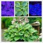 100 PCS Seeds Bonsai Hosta Plants, Perennials Jardin Lily Flower Shade Hosta Flower