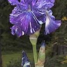 100 PCS Seeds Bonsai Iris Flower Plants Flores para jardim Semenata of Flowers Perennial