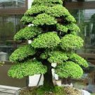 30 PCS Seeds Bonsai Japanese Red Cedar Cryptomeria Japonica 30 PCS Seeds Bonsai Japanese Red Cedar Cryptomeria Japonica