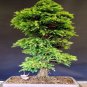 30 PCS Seeds Bonsai Japanese Red Cedar Cryptomeria Japonica