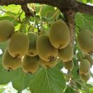 100 PCS Seeds Bonsai Kiwi Fruit 100 PCS Seeds Bonsai Kiwi Fruit