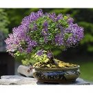 100 PCS Seeds Bonsai Lilac Bonsai Japanese Lilac