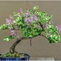 100 PCS Seeds Bonsai Lilac Bonsai Japanese Lilac