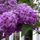 200 PCS Seeds Bonsai Lilac Flower Syringa Vulgaris Sensation Bonsai Lilac Flower 200 PCS Seeds Bonsai Lilac Flower Syringa Vulgaris Sensation Bonsai Lilac Flower