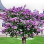 200 PCS Seeds Bonsai Lilac Flower Syringa Vulgaris Sensation Bonsai Lilac Flower