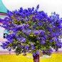 200 PCS Seeds Bonsai Lilac Flower Syringa Vulgaris Sensation Bonsai Lilac Flower
