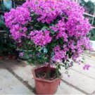 50 PCS Seeds Bonsai Lilac Plant Japanese Lilac