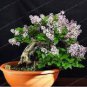 50 PCS Seeds Bonsai Lilac Plant Japanese Lilac