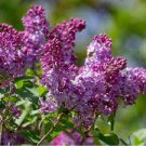 50 PCS Seeds Bonsai Lilac Plant Japanese Lilac (Extremely Fragrant)