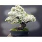 50 PCS Seeds Bonsai Lilac Plant Japanese Lilac (Extremely Fragrant)