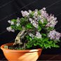 50 PCS Seeds Bonsai Lilac Plant Japanese Lilac (Extremely Fragrant)