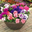 100 PCS Seeds Bonsai Mixed 16 Types of Geranium 100 PCS Seeds Bonsai Mixed 16 Types of Geranium