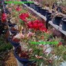 100 PCS Seeds Bonsai Mixed 64 Types of Adenium Desert Rose 100 PCS Seeds Bonsai Mixed 64 Types of Adenium Desert Rose