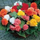 50 PCS Seeds Bonsai Mixed Rieger Begonias Beautiful Bonsai Multi-Flap Flower 50 PCS Seeds Bonsai Mixed Rieger Begonias Beautiful Bonsai Multi-Flap Flower