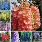 50 PCS Seeds Bonsai Mixed Rieger Begonias Beautiful Bonsai Multi-Flap Flower