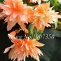 50 PCS Seeds Bonsai Mixed Rieger Begonias Beautiful Bonsai Multi-Flap Flower
