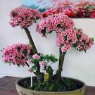 100 PCS Seeds Bonsai Mountain Azalea Rhododendron Simsii Satsuki Mixed Color Flower