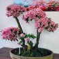 100 PCS Seeds Bonsai Mountain Azalea Rhododendron Simsii Satsuki Mixed Color Flower
