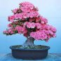 100 PCS Seeds Bonsai Mountain Azalea Rhododendron Simsii Satsuki Mixed Color Flower