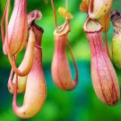 50 PCS Seeds Bonsai Nepenthes