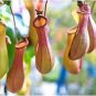 50 PCS Seeds Bonsai Nepenthes