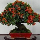 20 PCS Seeds Bonsai Orange Pyracantha fortuneana Firethorn Perennial Tree 20 PCS Seeds Bonsai Orange Pyracantha fortuneana Firethorn Perennial Tree