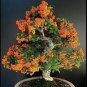 20 PCS Seeds Bonsai Orange Pyracantha fortuneana Firethorn Perennial Tree
