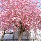 20 PCS Seeds Bonsai Organic Ornamental Oriental Cherry Blossoms Sakura 20 PCS Seeds Bonsai Organic Ornamental Oriental Cherry Blossoms Sakura