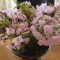 20 PCS Seeds Bonsai Organic Ornamental Oriental Cherry Blossoms Sakura