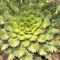 200 PCS Seeds Bonsai Oxalis versicolor Flowers Bonsai Flower