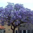 1000 PCS Seeds Bonsai Paulownia Outdoor Royal Empress Flore Tree Plants 1000 PCS Seeds Bonsai Paulownia Outdoor Royal Empress Flore Tree Plants