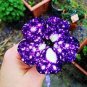 200 PCS Seeds Bonsai Petunia Garden Bonsai Moon Night Sky Double Purple Flowers