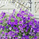 200 PCS Seeds Bonsai Petunia Garden Bonsai Moon Night Sky Double Purple Flowers