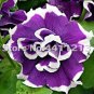 200 PCS Seeds Bonsai Petunia Garden Bonsai Moon Night Sky Double Purple Flowers