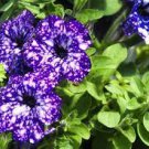 200 PCS Seeds Bonsai Petunia Garden Bonsai Moon Night Sky Double Purple Flowers
