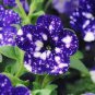 200 PCS Seeds Bonsai Petunia Garden Bonsai Moon Night Sky Double Purple Flowers