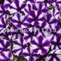 200 PCS Seeds Bonsai Petunia Garden Bonsai Moon Night Sky Double Purple Flowers