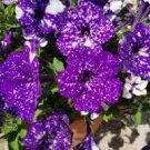 200 PCS Seeds Bonsai Petunia Garden Bonsai Moon Night Sky Double Purple Flowers