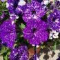 200 PCS Seeds Bonsai Petunia Garden Bonsai Moon Night Sky Double Purple Flowers