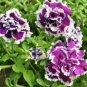 200 PCS Seeds Bonsai Petunia Garden Bonsai Moon Night Sky Double Purple Flowers