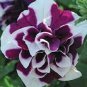 200 PCS Seeds Bonsai Petunia Garden Bonsai Moon Night Sky Double Purple Flowers